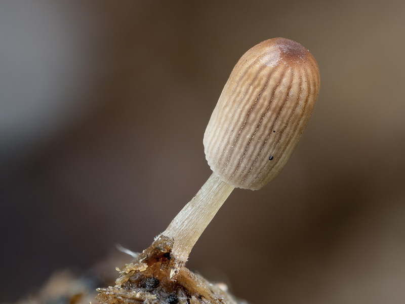 Coprinus miser Coprinus miser